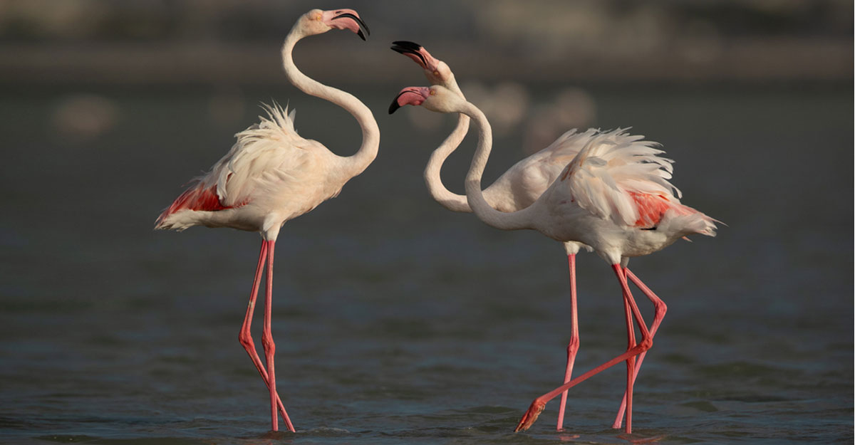 ফ্লেমিংগো একটি পাখির নাম