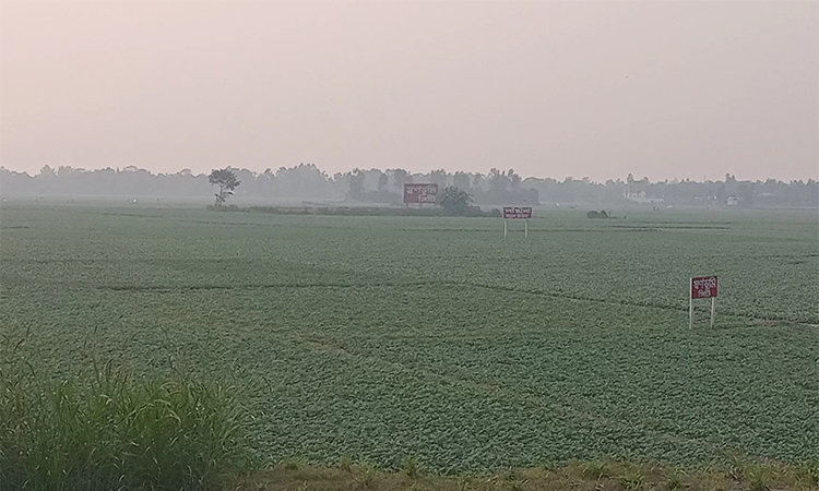 মুন্সীগঞ্জে আলু গাছের পরিচর্যায় ব্যস্ত সময় পার করছেন কৃষক