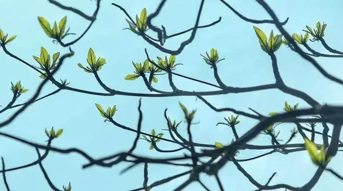 ঝরা পাতার ভেতর নতুন বসন্তের গল্প