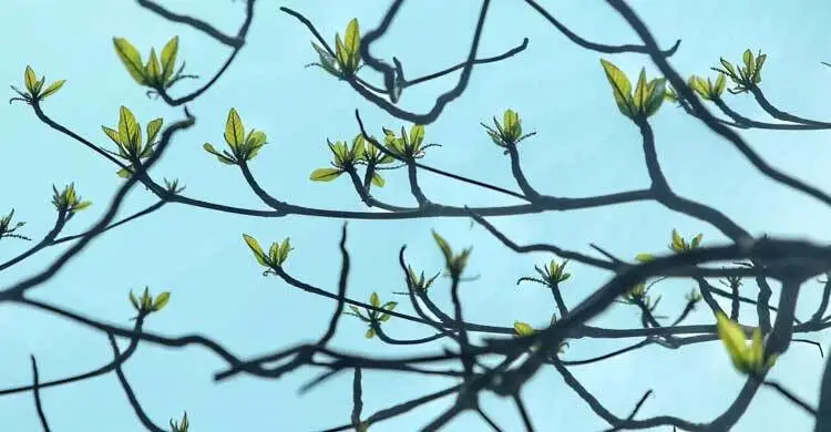 ঝরা পাতার ভেতর নতুন বসন্তের গল্প