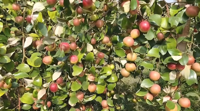 সাতক্ষীরায় বাণিজ্যিকভাবে কুল চাষে আগ্রহ বাড়ছে চাষীদের