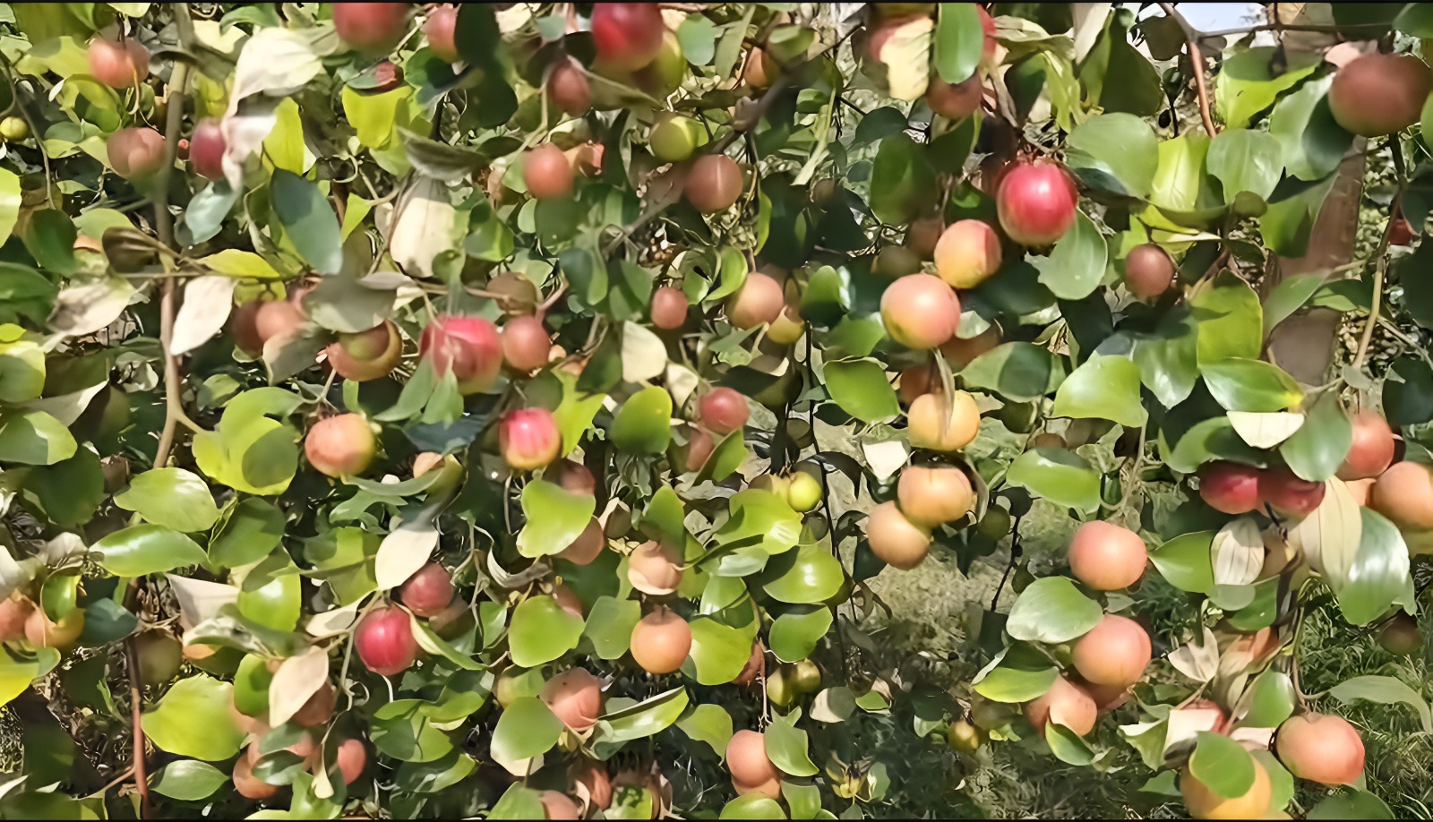 সাতক্ষীরায় বাণিজ্যিকভাবে কুল চাষে আগ্রহ বাড়ছে চাষীদের