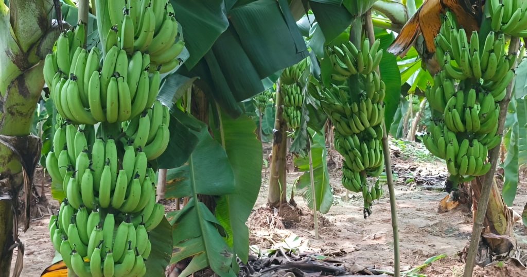 রংপুরে লাভজনক কলা চাষে ঝুঁকছে কৃষক
