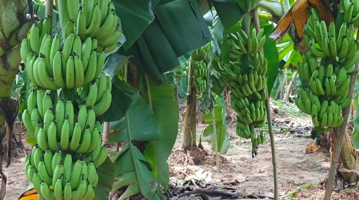 রংপুরে লাভজনক কলা চাষে ঝুঁকছে কৃষক