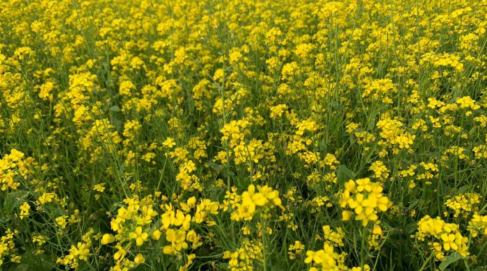 সরষের হলুদ ফুলে ডানা মেলেছে কৃষকের স্বপ্ন