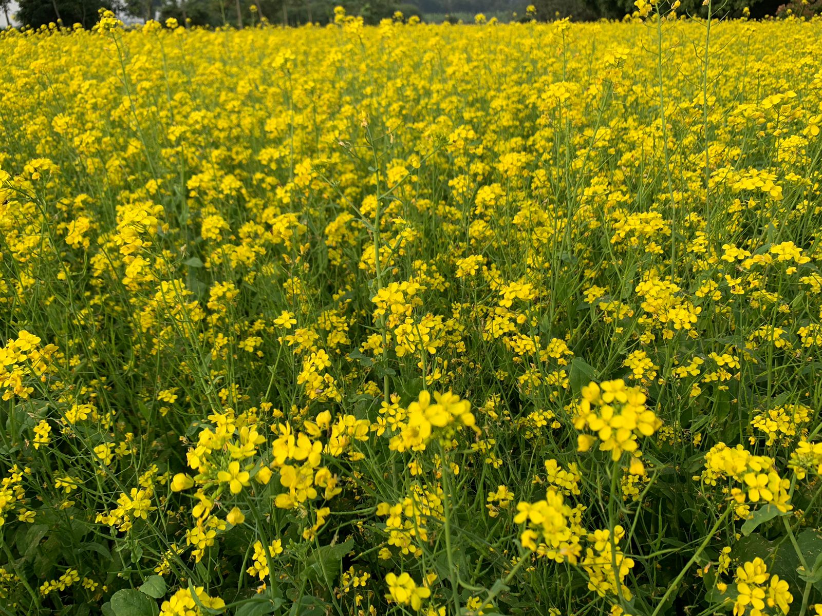 সরষের হলুদ ফুলে ডানা মেলেছে কৃষকের স্বপ্ন